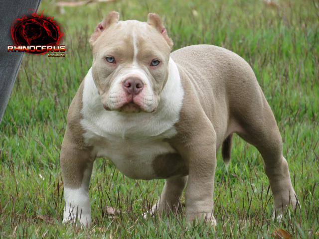 Filhotes de American Bully