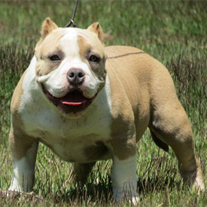 Filhotes American Bully