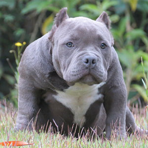 Filhotes American Bully