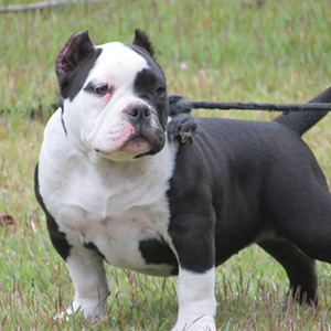 Filhotes American Bully