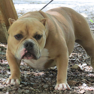 Filhotes American Bully