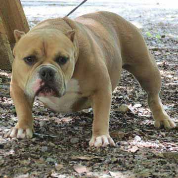 Filhotes American Bully