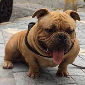 Filhotes American Bully