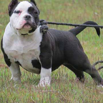 Filhotes American Bully