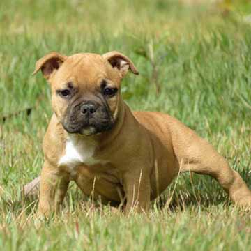 Filhotes American Bully