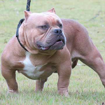 Filhotes American Bully