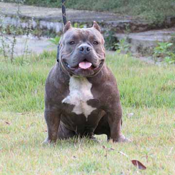 Filhotes American Bully