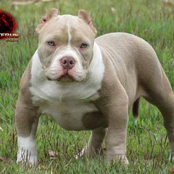 Filhotes American Bully