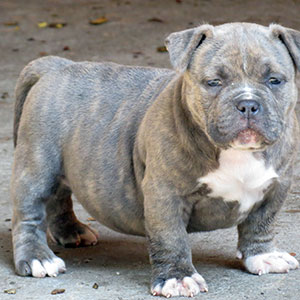 Filhotes American Bully