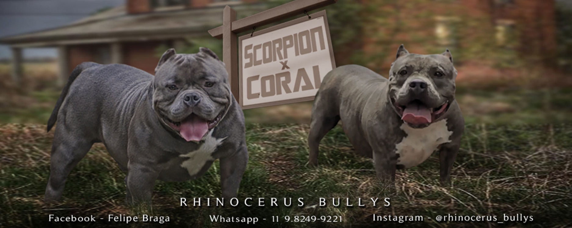 Filhotes American Bully